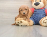 5 week old Mini Goldendoodle Puppy For Sale - Lone Star Pups