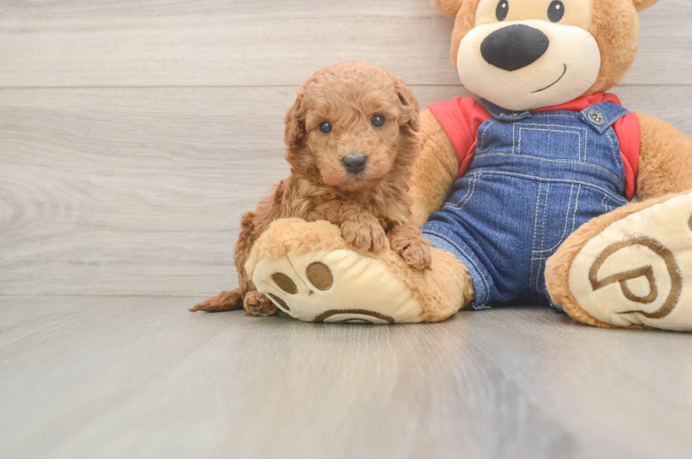 6 week old Mini Goldendoodle Puppy For Sale - Lone Star Pups
