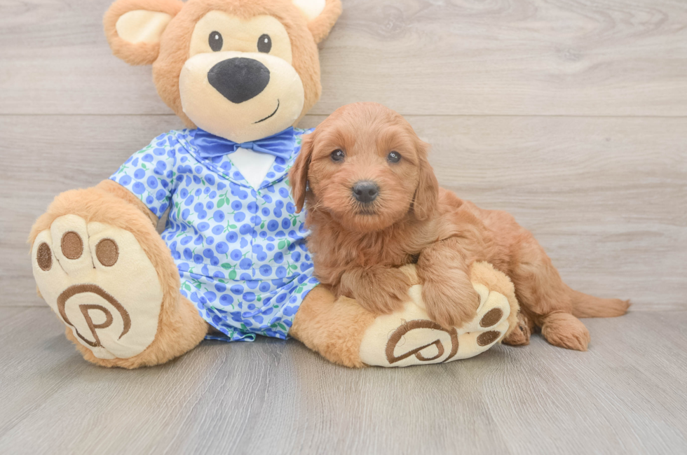 6 week old Mini Goldendoodle Puppy For Sale - Lone Star Pups