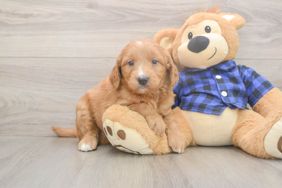 Mini Goldendoodle Puppy for Adoption