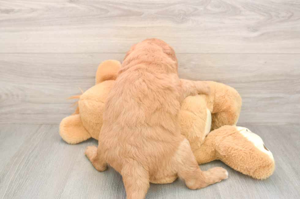 Mini Goldendoodle Puppy for Adoption