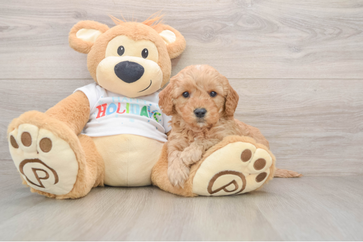 Best Mini Goldendoodle Baby