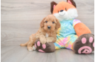 Mini Goldendoodle Pup Being Cute