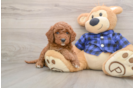 Mini Goldendoodle Puppy for Adoption