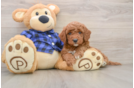 Mini Goldendoodle Pup Being Cute