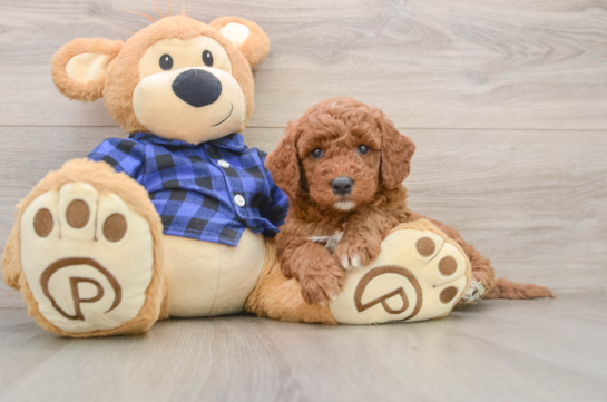 Mini Goldendoodle Pup Being Cute