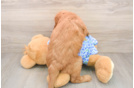 Mini Goldendoodle Puppy for Adoption
