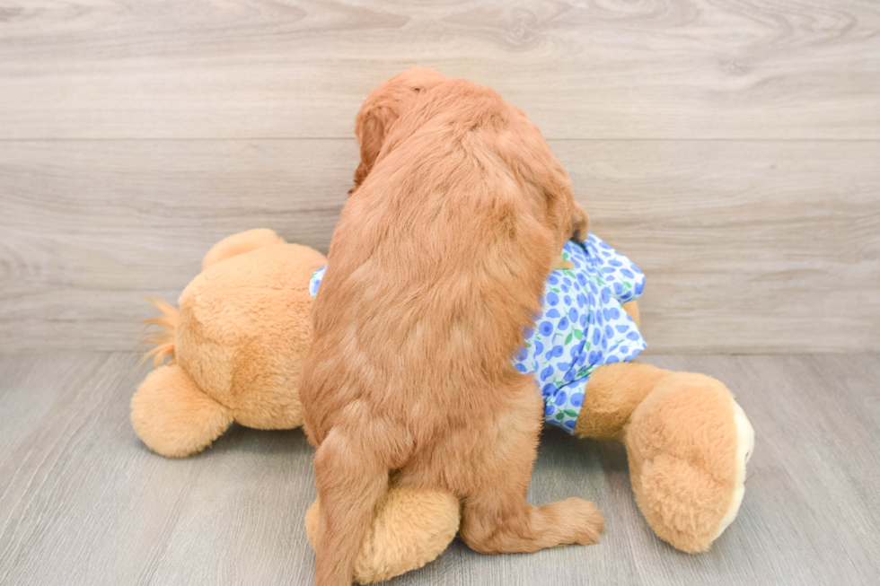 Mini Goldendoodle Puppy for Adoption
