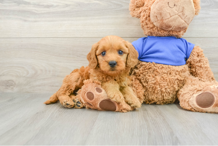 Adorable Golden Retriever Poodle Mix Poodle Mix Puppy