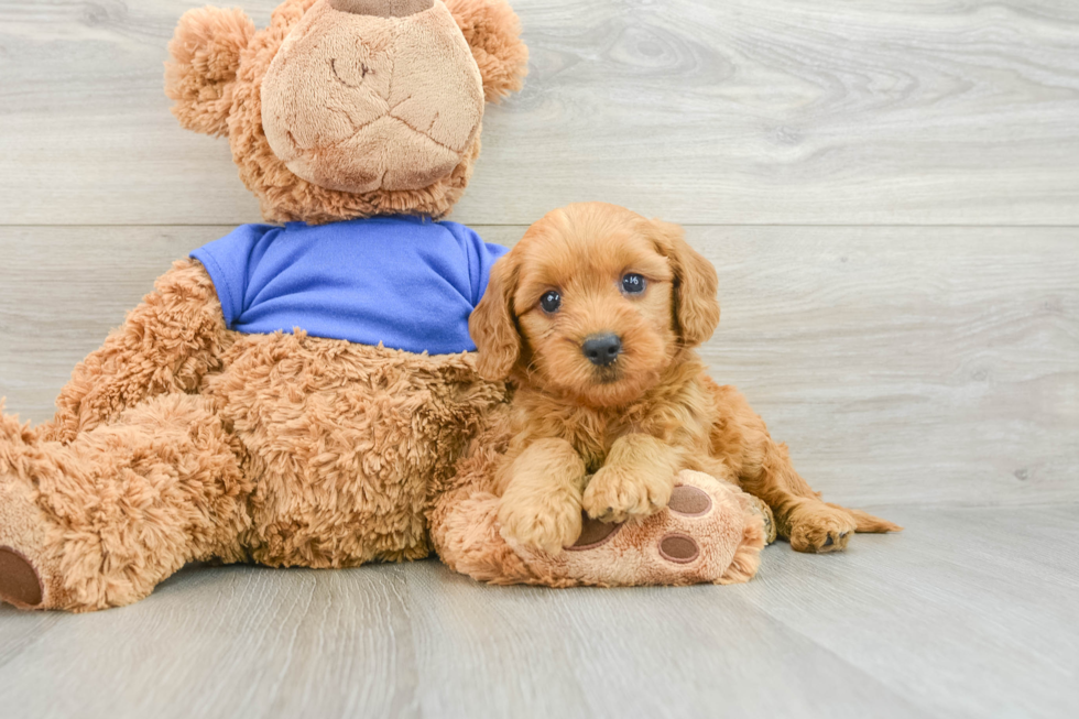 Mini Goldendoodle Puppy for Adoption