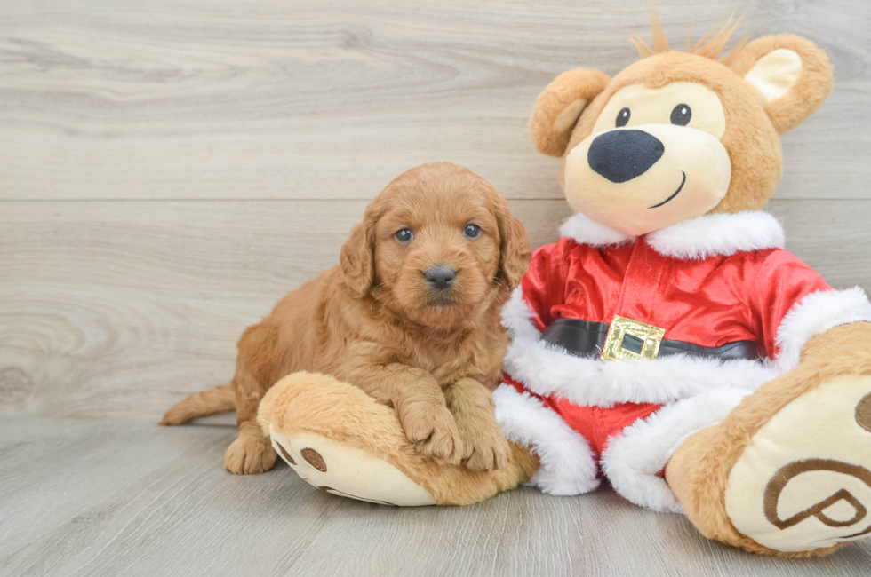 5 week old Mini Goldendoodle Puppy For Sale - Lone Star Pups