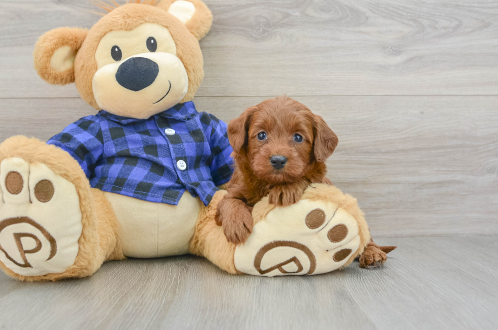 6 week old Mini Goldendoodle Puppy For Sale - Lone Star Pups