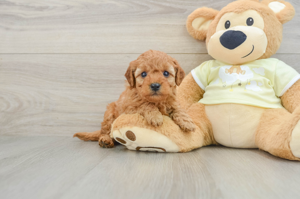 5 week old Mini Goldendoodle Puppy For Sale - Lone Star Pups