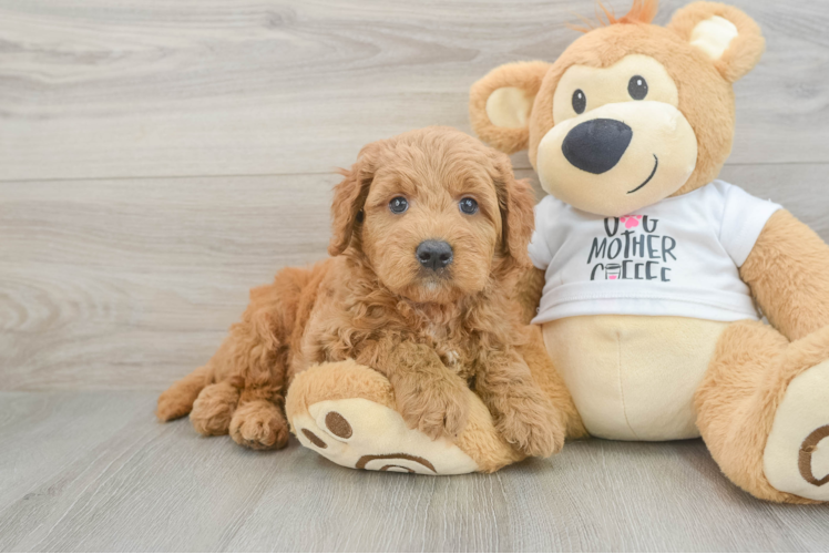 Mini Goldendoodle Pup Being Cute