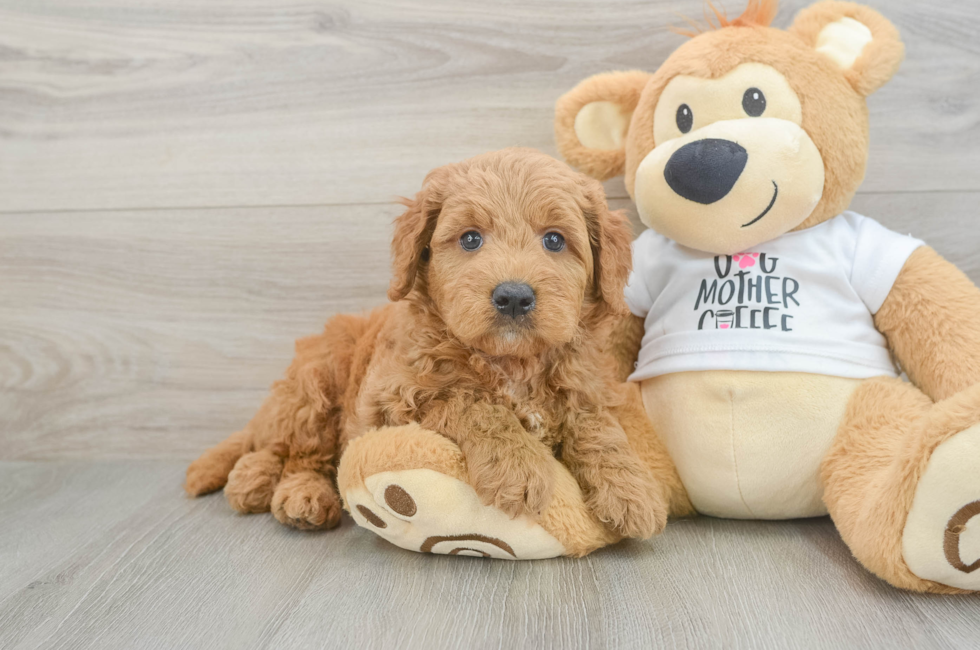 6 week old Mini Goldendoodle Puppy For Sale - Lone Star Pups