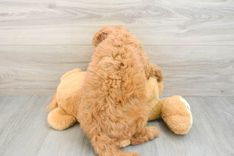 Meet Barrett - our Mini Goldendoodle Puppy Photo 2/3 - Lone Star Pups