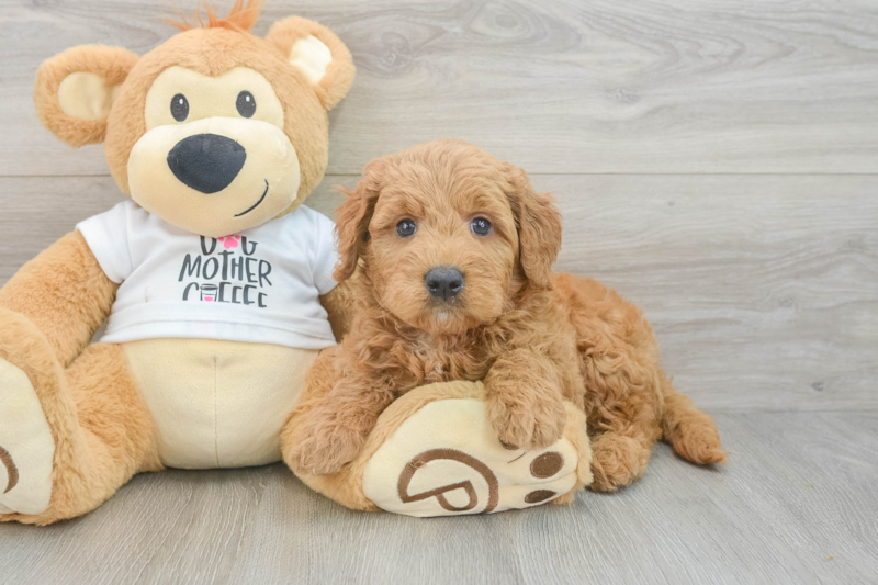Meet Barrett - our Mini Goldendoodle Puppy Photo 3/3 - Lone Star Pups