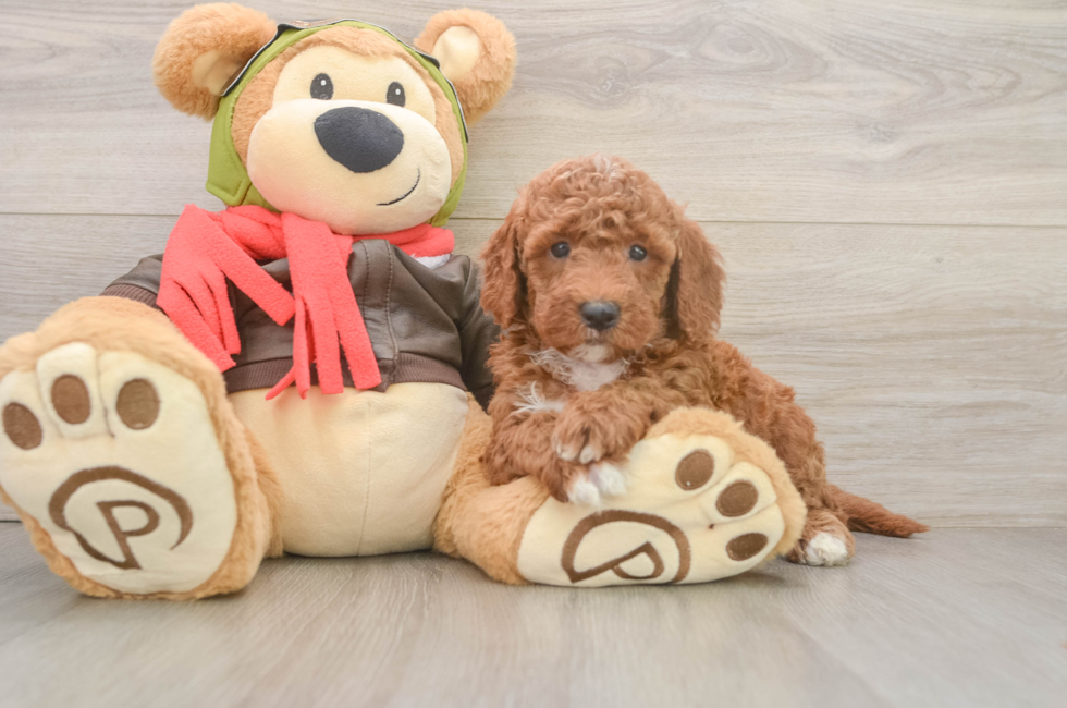 5 week old Mini Goldendoodle Puppy For Sale - Lone Star Pups
