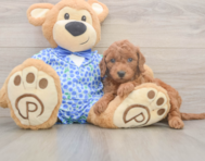7 week old Mini Goldendoodle Puppy For Sale - Lone Star Pups