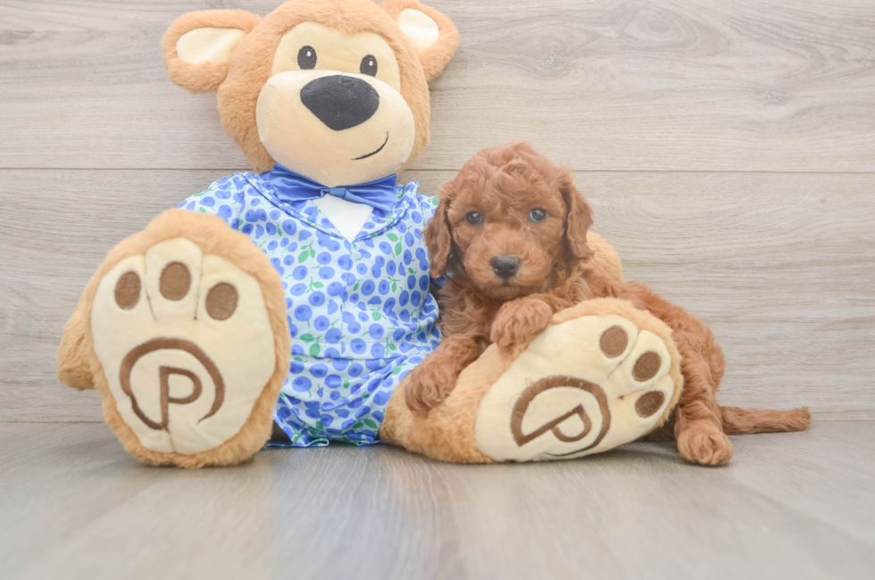 6 week old Mini Goldendoodle Puppy For Sale - Lone Star Pups