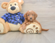 5 week old Mini Goldendoodle Puppy For Sale - Lone Star Pups
