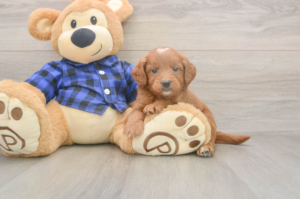 5 week old Mini Goldendoodle Puppy For Sale - Lone Star Pups