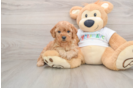 Popular Mini Goldendoodle Poodle Mix Pup