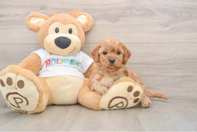 Best Mini Goldendoodle Baby