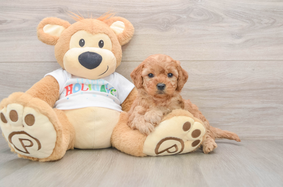 5 week old Mini Goldendoodle Puppy For Sale - Lone Star Pups