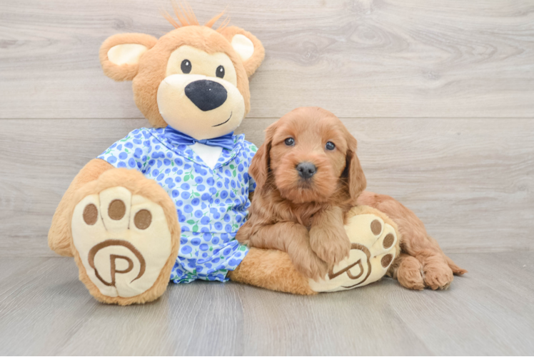 Small Mini Goldendoodle Baby