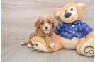 Popular Mini Goldendoodle Poodle Mix Pup