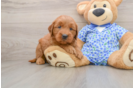 Best Mini Goldendoodle Baby