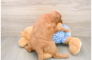 Adorable Golden Retriever Poodle Mix Poodle Mix Puppy