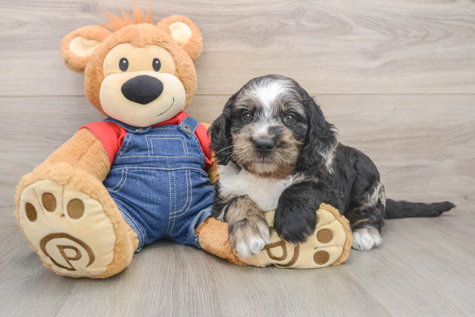 Mini Goldendoodle Pup Being Cute