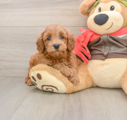 7 week old Mini Goldendoodle Puppy For Sale - Lone Star Pups
