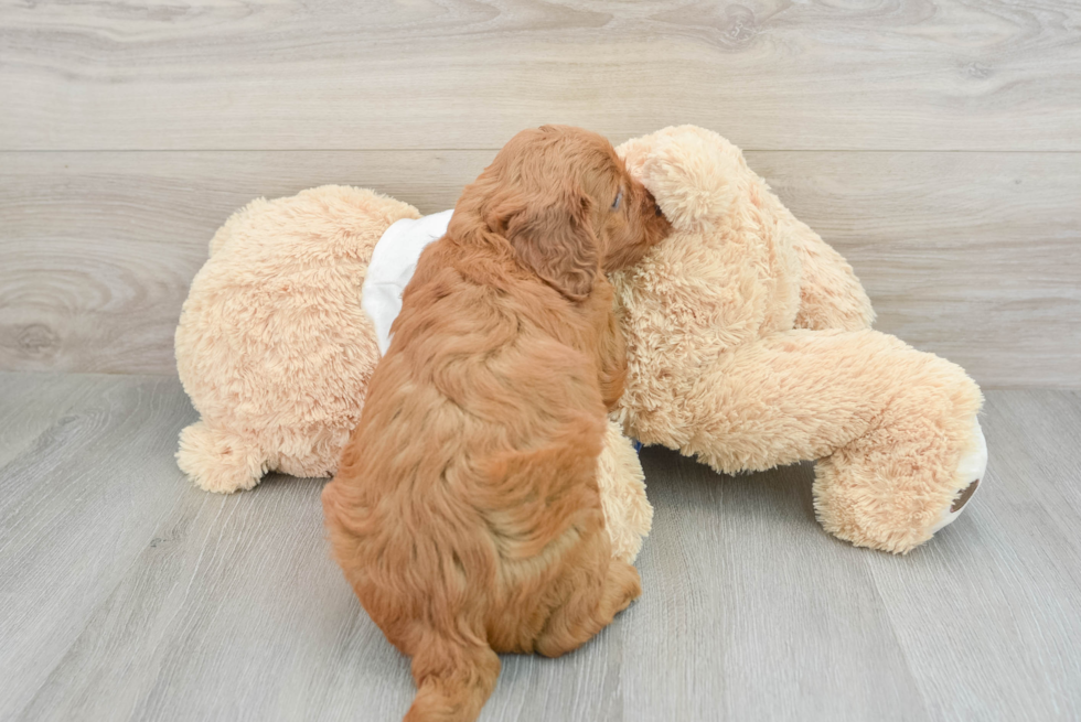 Mini Goldendoodle Puppy for Adoption