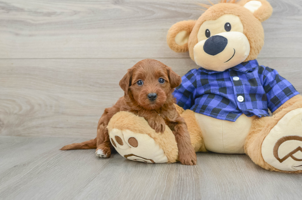 6 week old Mini Goldendoodle Puppy For Sale - Lone Star Pups