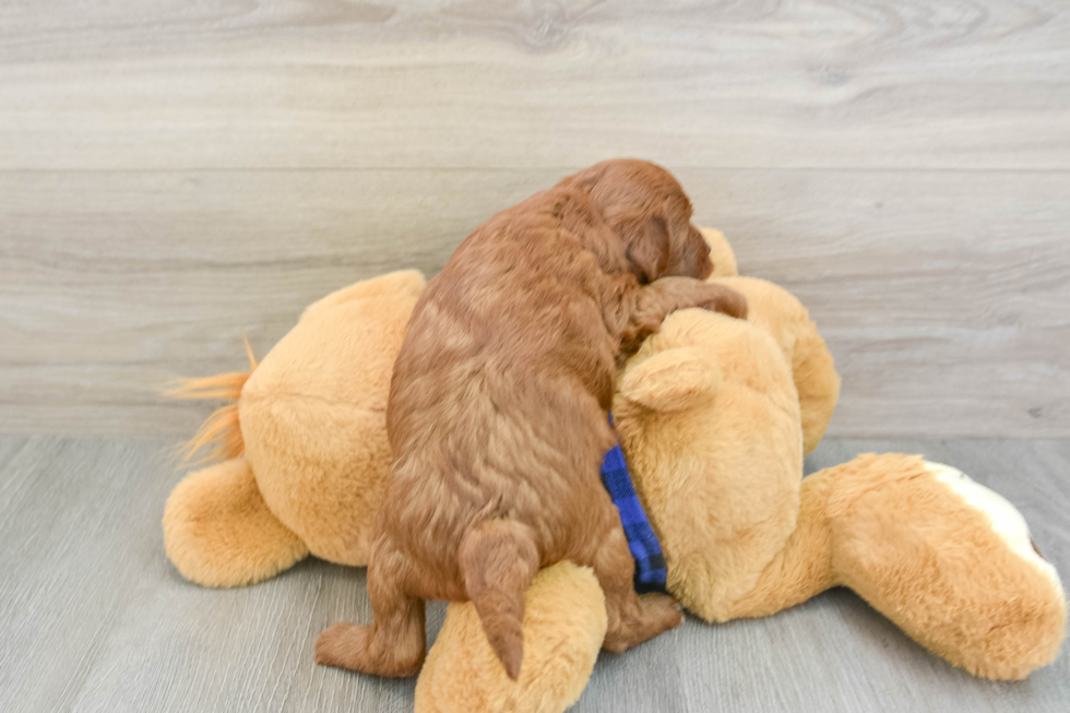 Sweet Mini Goldendoodle Baby