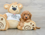8 week old Mini Goldendoodle Puppy For Sale - Lone Star Pups