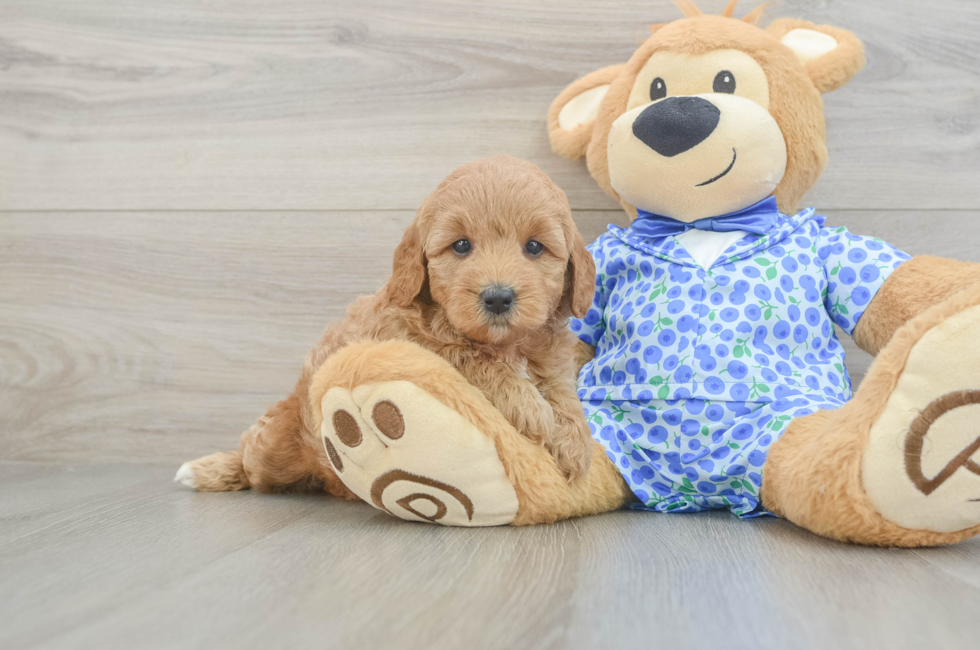 6 week old Mini Goldendoodle Puppy For Sale - Lone Star Pups