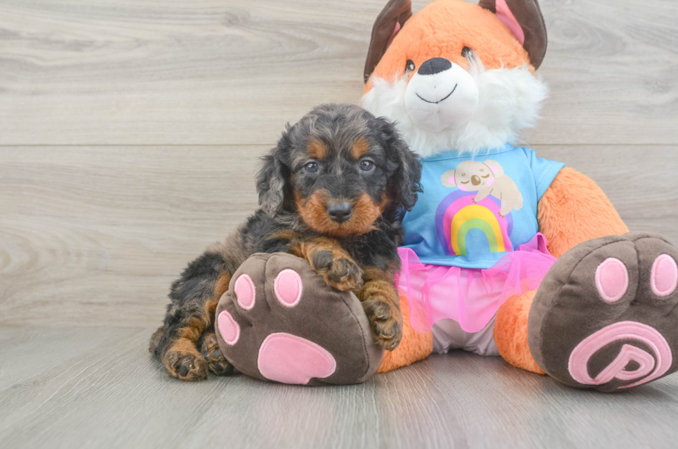 6 week old Mini Goldendoodle Puppy For Sale - Lone Star Pups