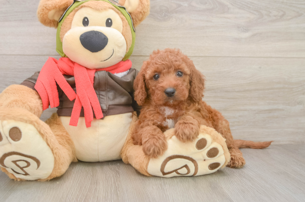 5 week old Mini Goldendoodle Puppy For Sale - Lone Star Pups