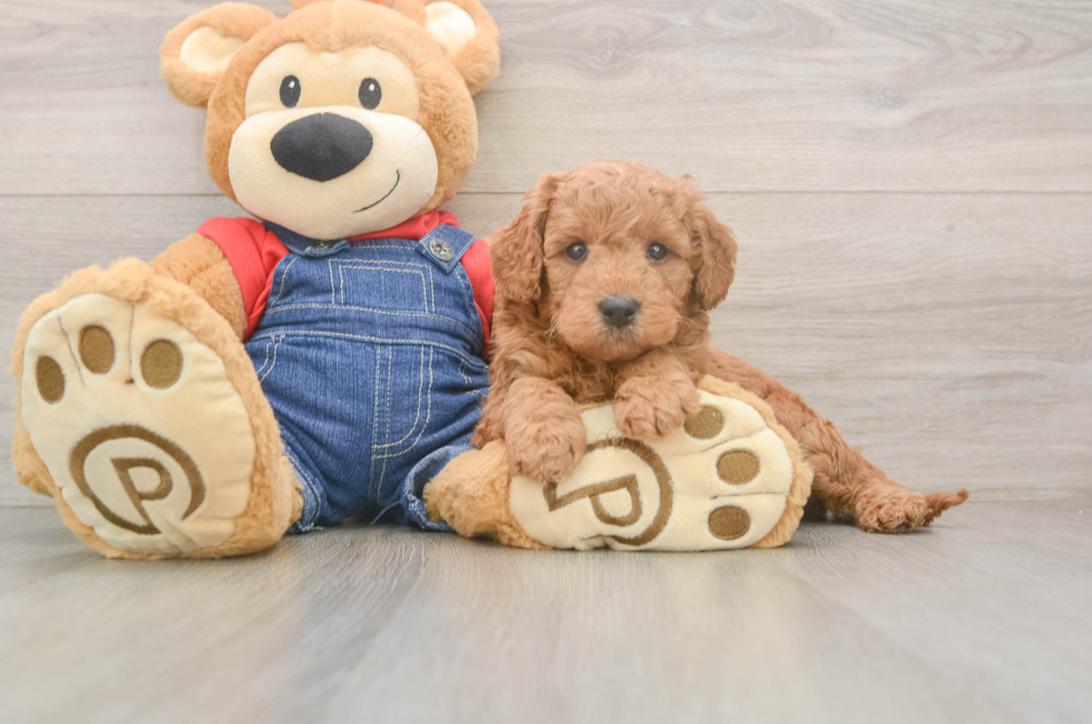 5 week old Mini Goldendoodle Puppy For Sale - Lone Star Pups