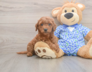 7 week old Mini Goldendoodle Puppy For Sale - Lone Star Pups