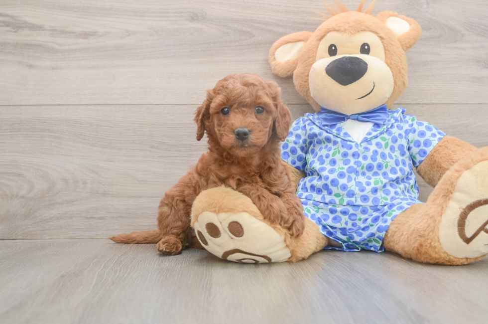 6 week old Mini Goldendoodle Puppy For Sale - Lone Star Pups