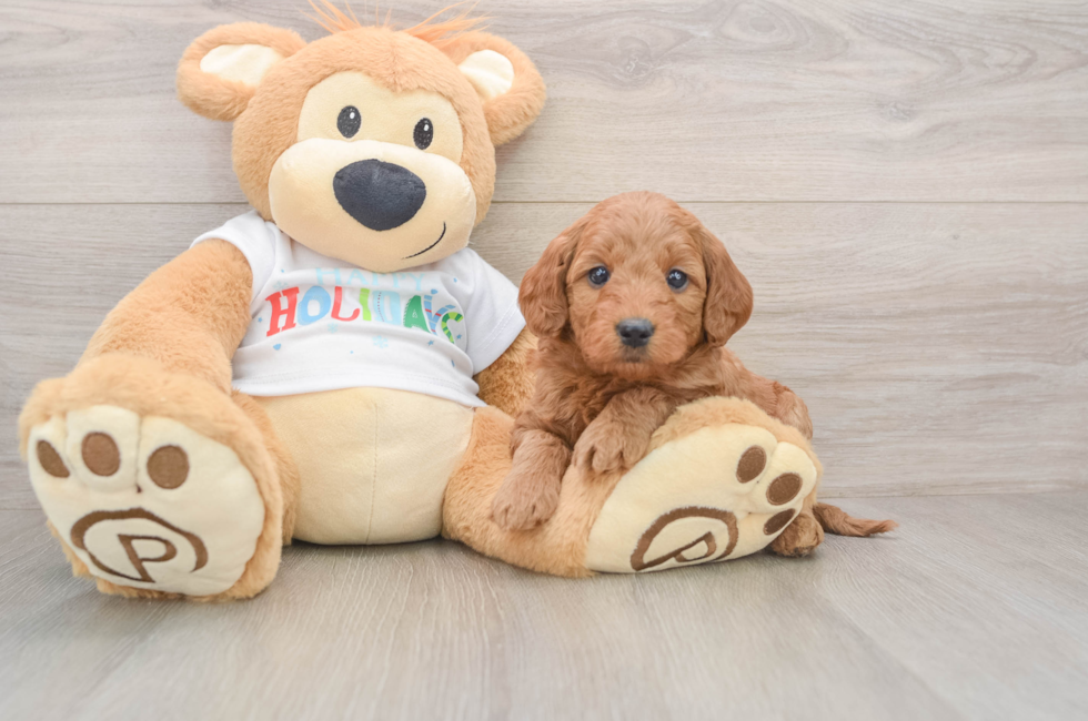 5 week old Mini Goldendoodle Puppy For Sale - Lone Star Pups