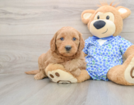 8 week old Mini Goldendoodle Puppy For Sale - Lone Star Pups