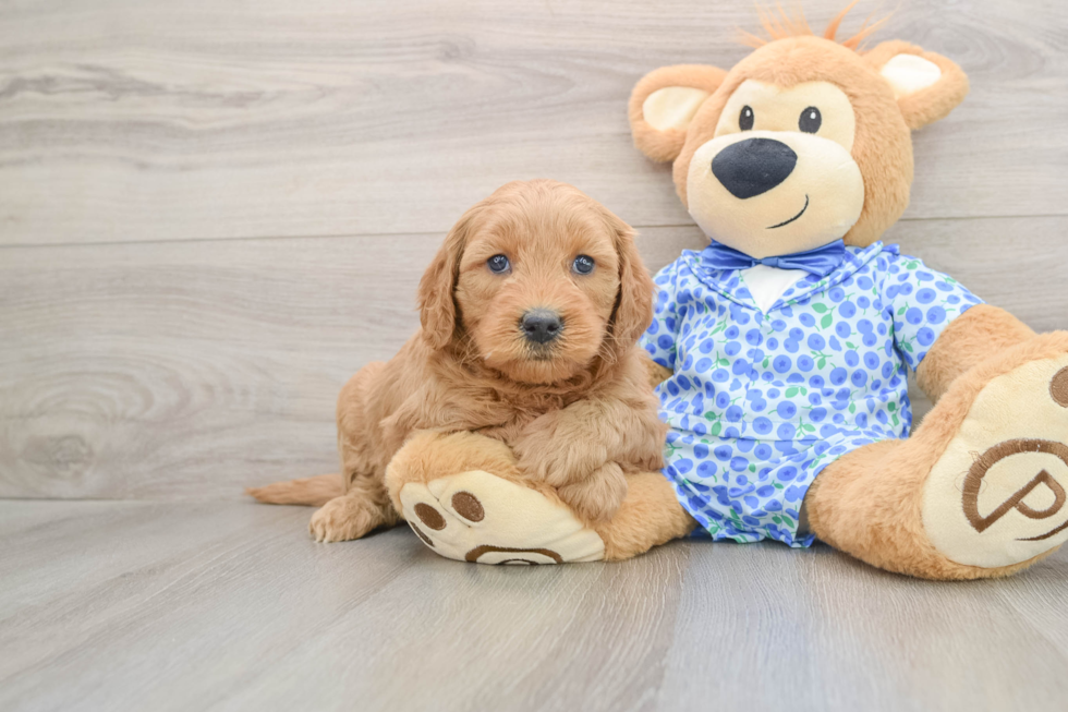 Mini Goldendoodle Puppy for Adoption