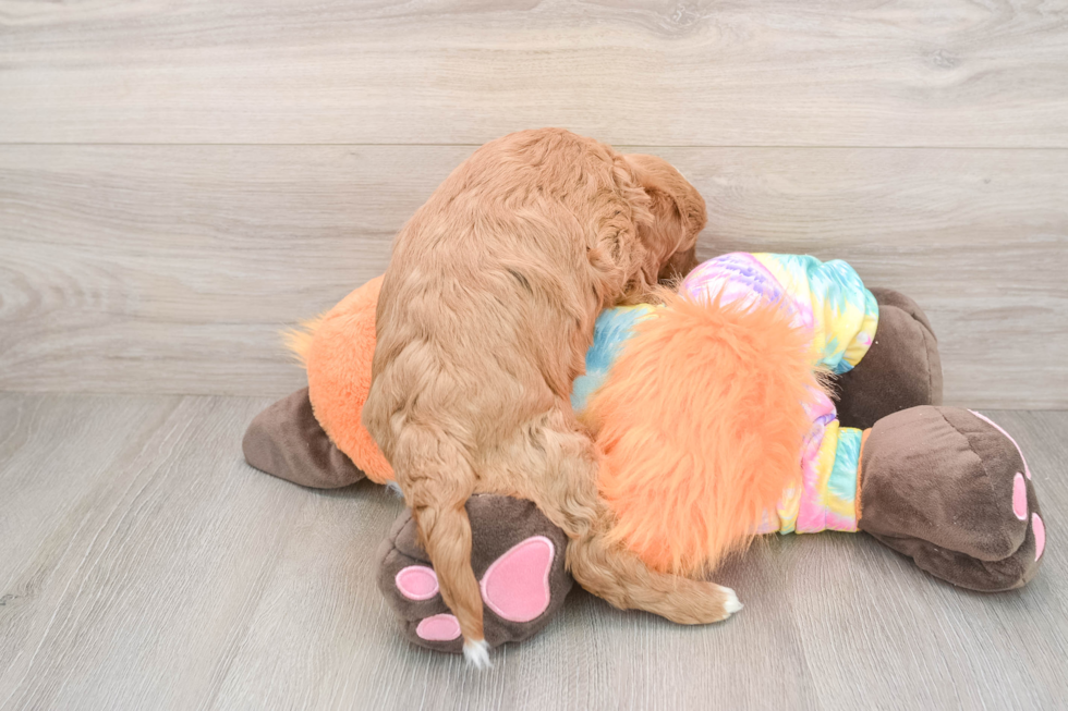 Best Mini Goldendoodle Baby