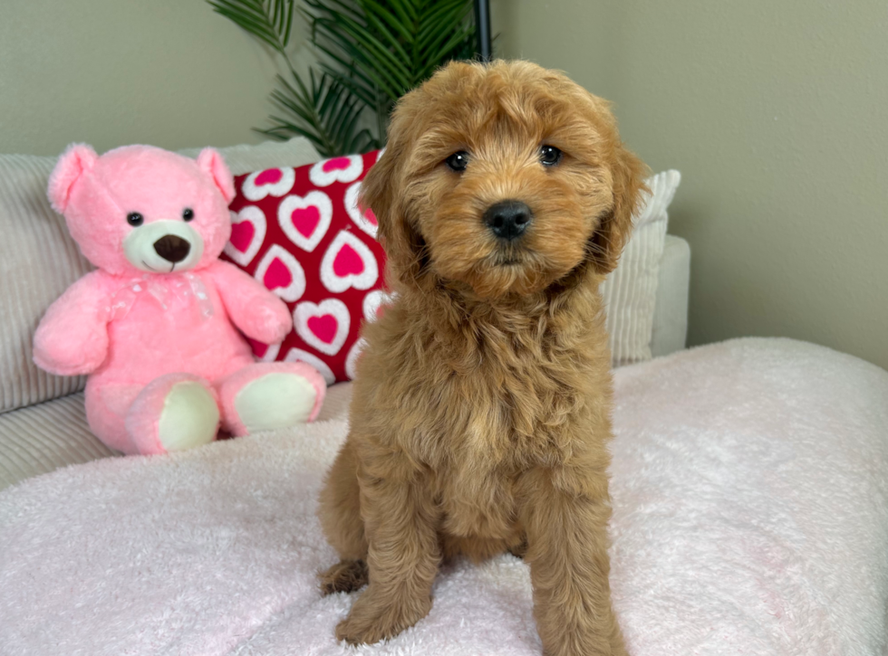 Mini Goldendoodle Puppy for Adoption